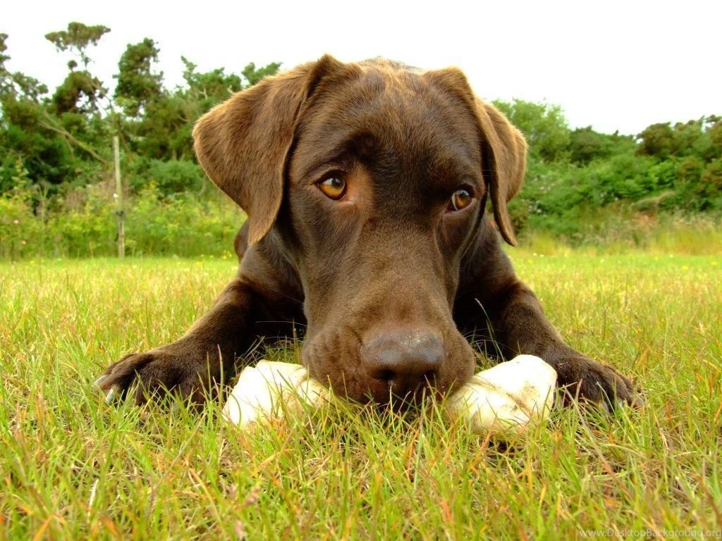 Chocolate Lab Wallpapers