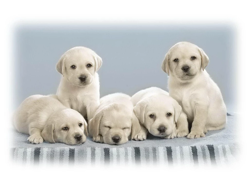 Animals Dog Labrador Dogs Cute Labradors P Your HD Wallpapers ...