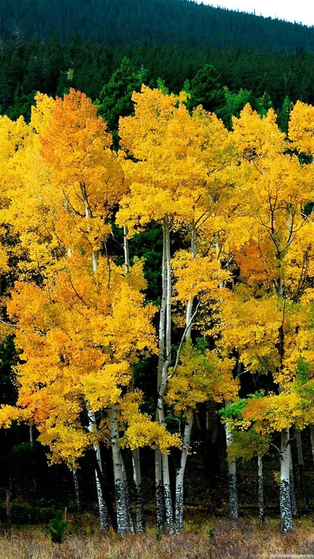 1080x1920 Beautiful Nature Wallpapers HD