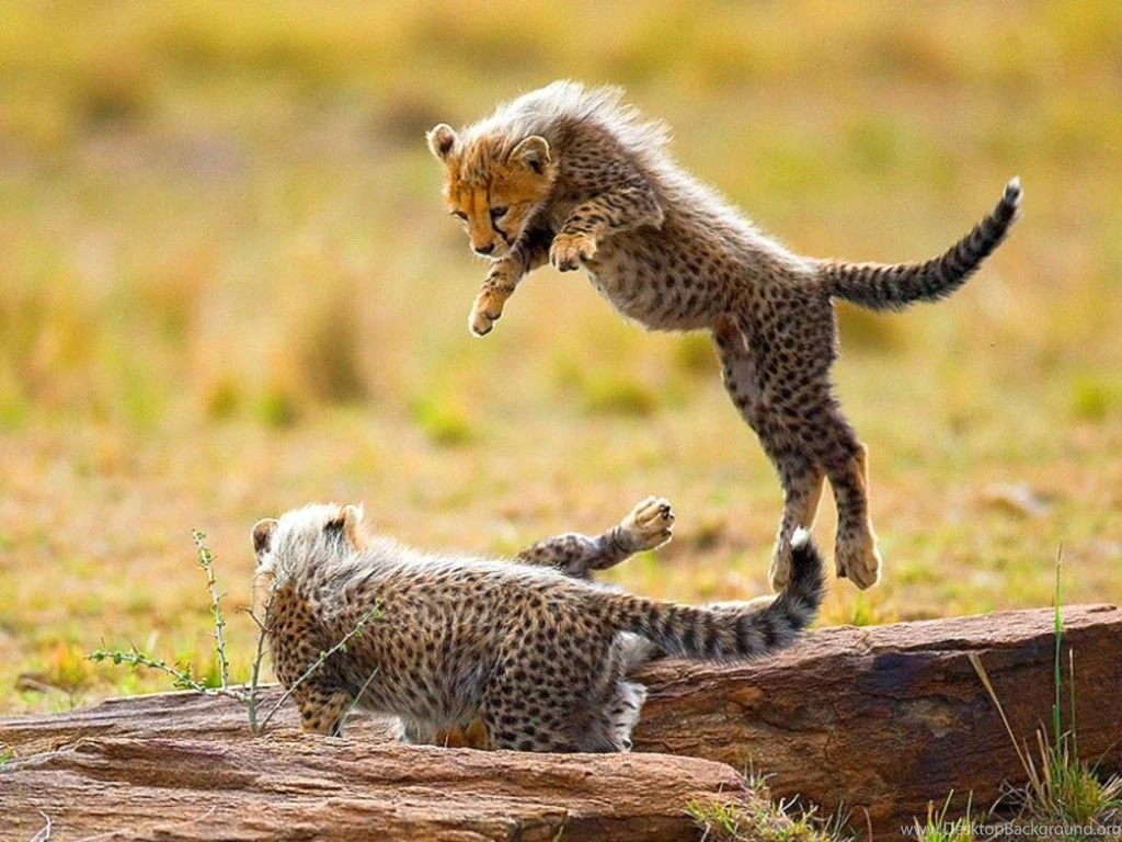 Cheetah Cubs HD Wallpapers