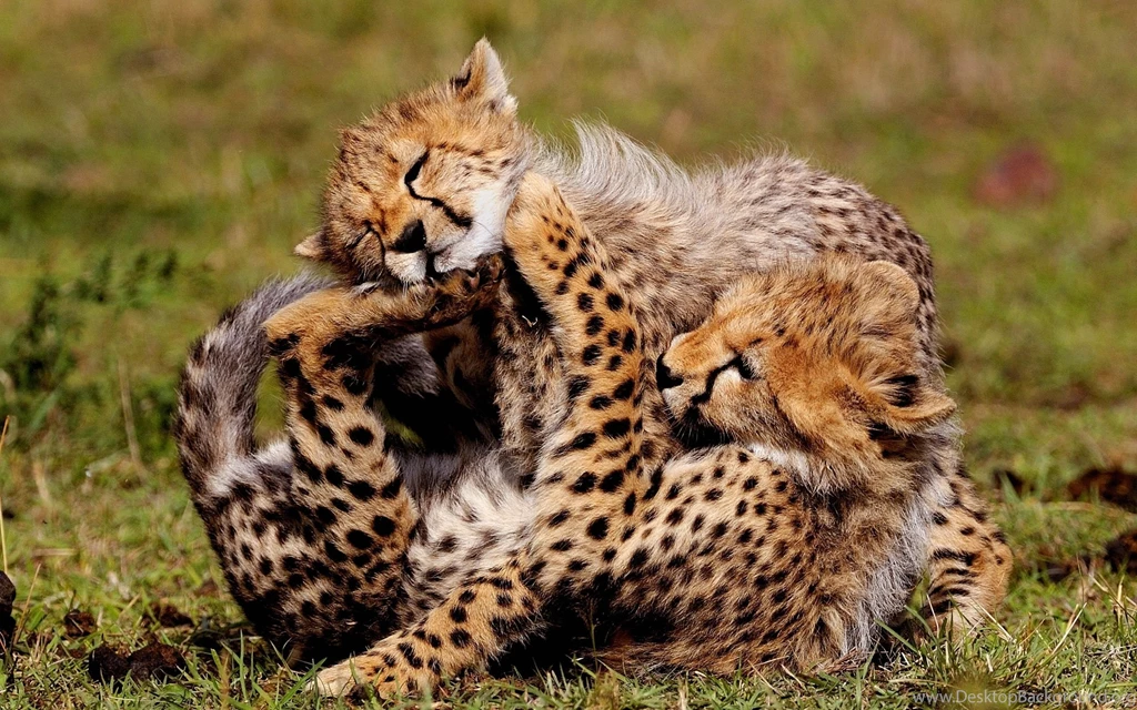 232 Cheetah HD Wallpapers