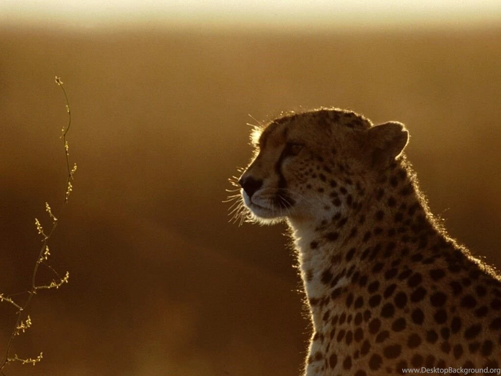 My Free Wallpapers   Nature Wallpapers : Cheetah