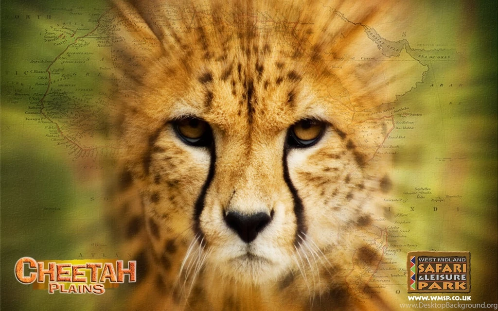 Where Is Wallpaper: Cheetah Wallpapers