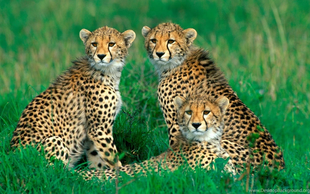Cheetah Computer Wallpapers, Desktop Backgrounds