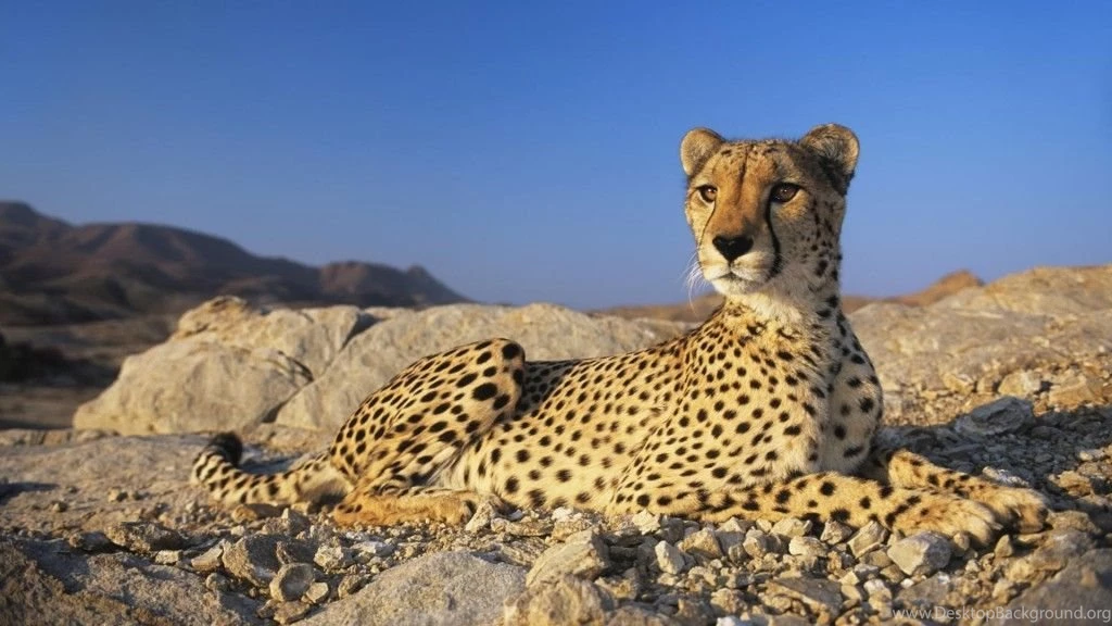 Cheetah HD Wallpapers
