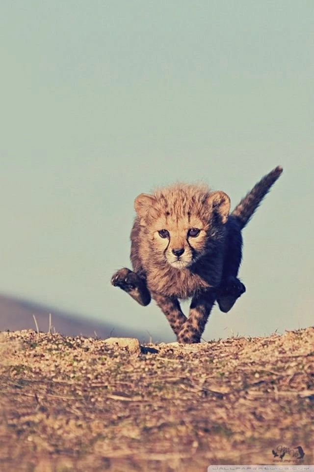 Young Cheetah HD Desktop Wallpapers : Widescreen : High Definition ...