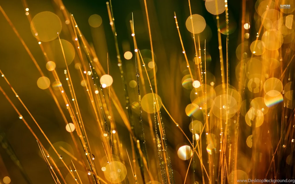 Golden Dew Drops On The Grass Wallpapers Photography Wallpapers ...