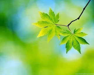 Hp Tablet Picture: Green Leaf Tablet Wallpapers