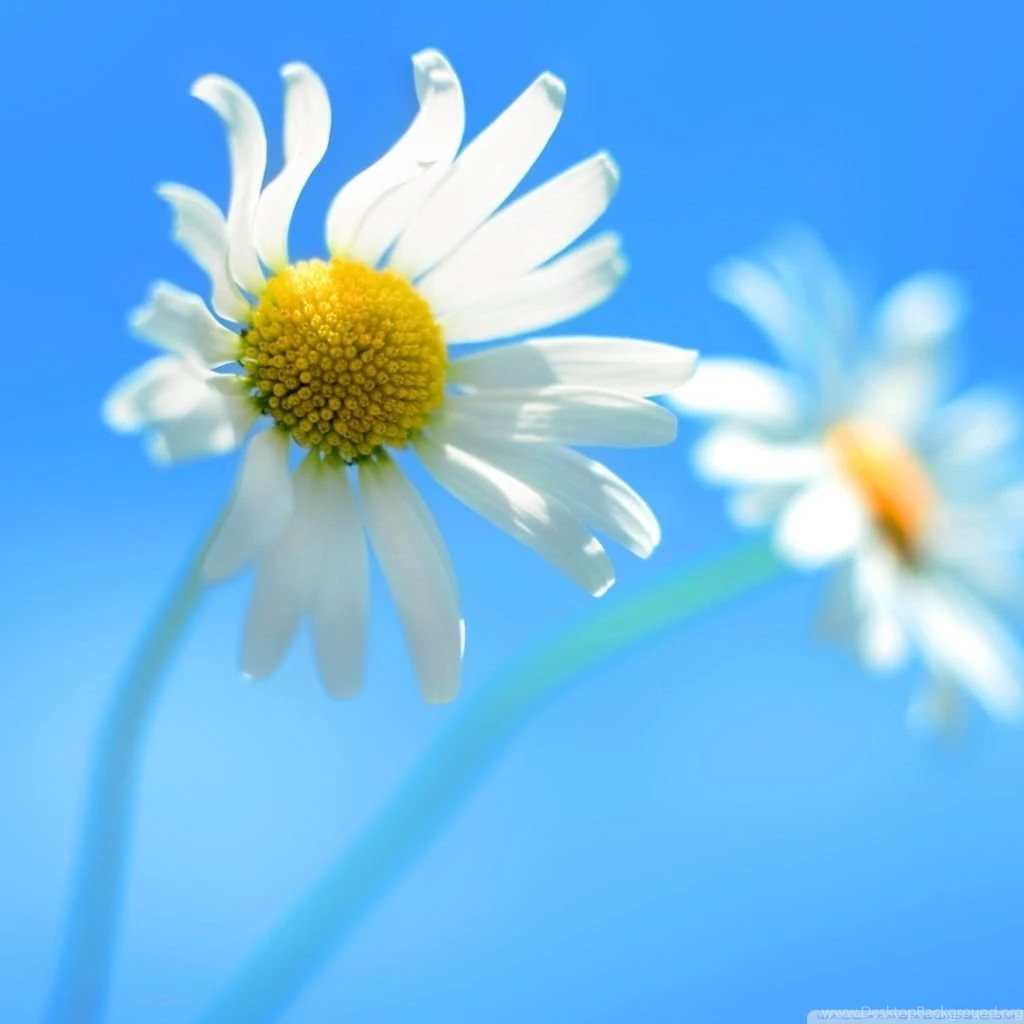Windows 8 Official HD Desktop Wallpapers : Widescreen : High ...