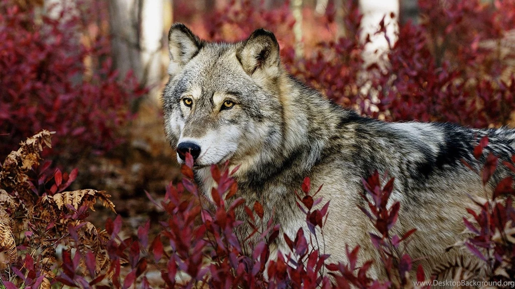 Wolf Wallpapers Pictures