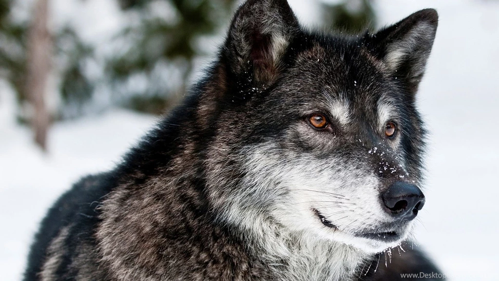 1920x1080 Gray Wolf Wallpapers