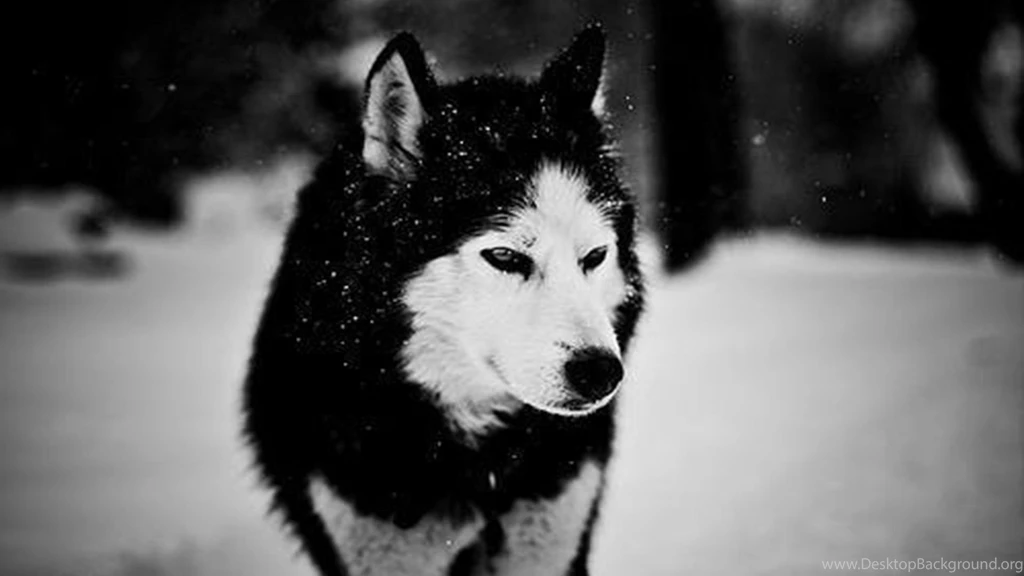 1920x1080 Wolf In Winter Desktop PC And Mac Wallpapers