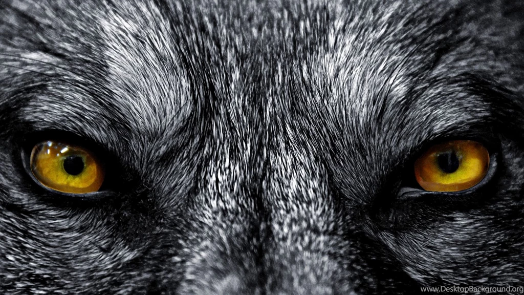 Wolf Wallpapers