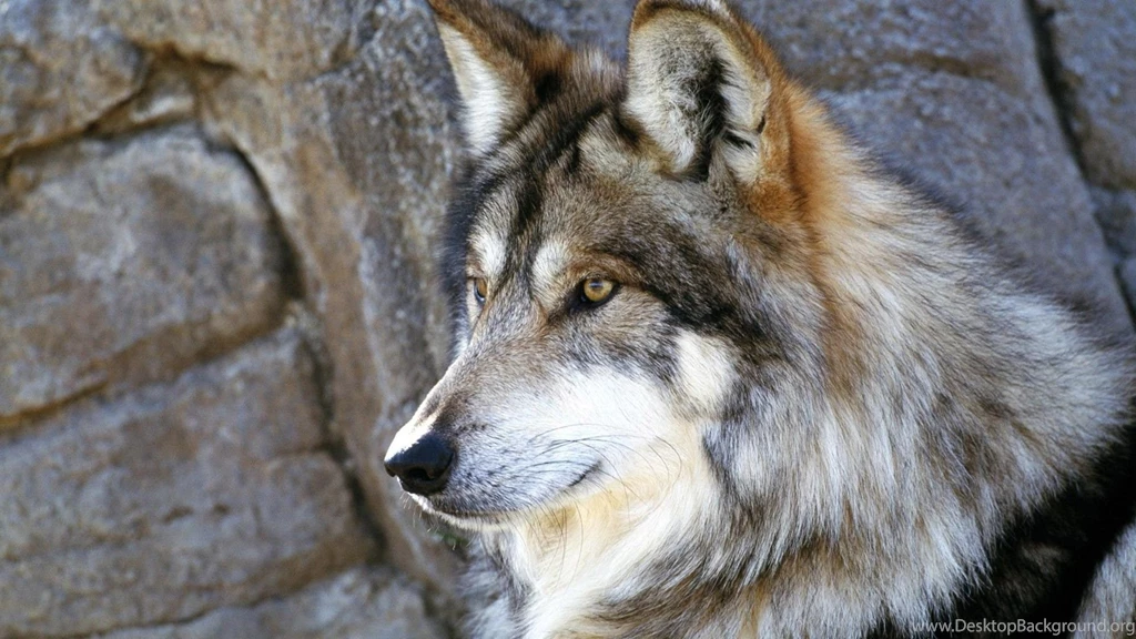 HD Quality Wild Wolf Wallpapers HD 3 Widescreen Backgrounds ...