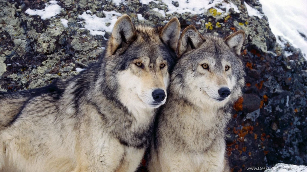 Download Wallpapers 1920x1080 Wolf, Steam, Rocks, Snow Full HD ...