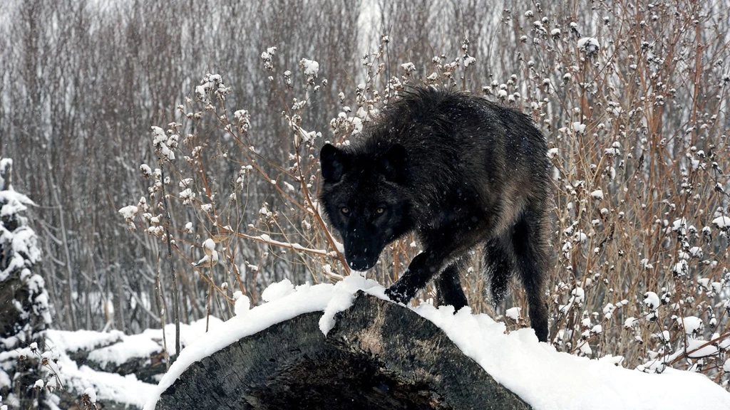 Black Wolf Wallpapers