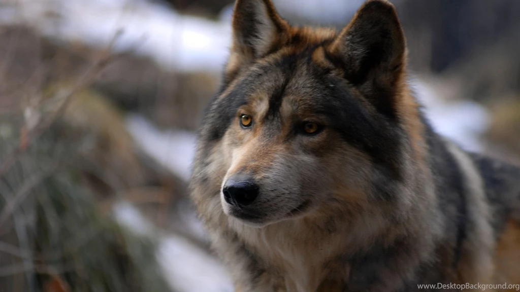 Wolf Images Page 4
