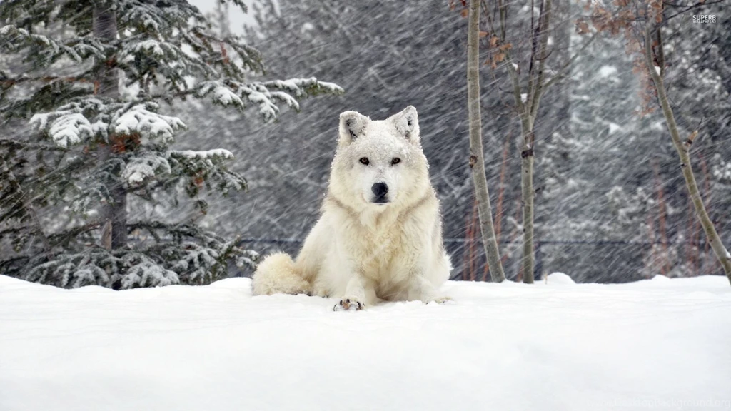 White Wolf Wallpapers Animal Wallpapers