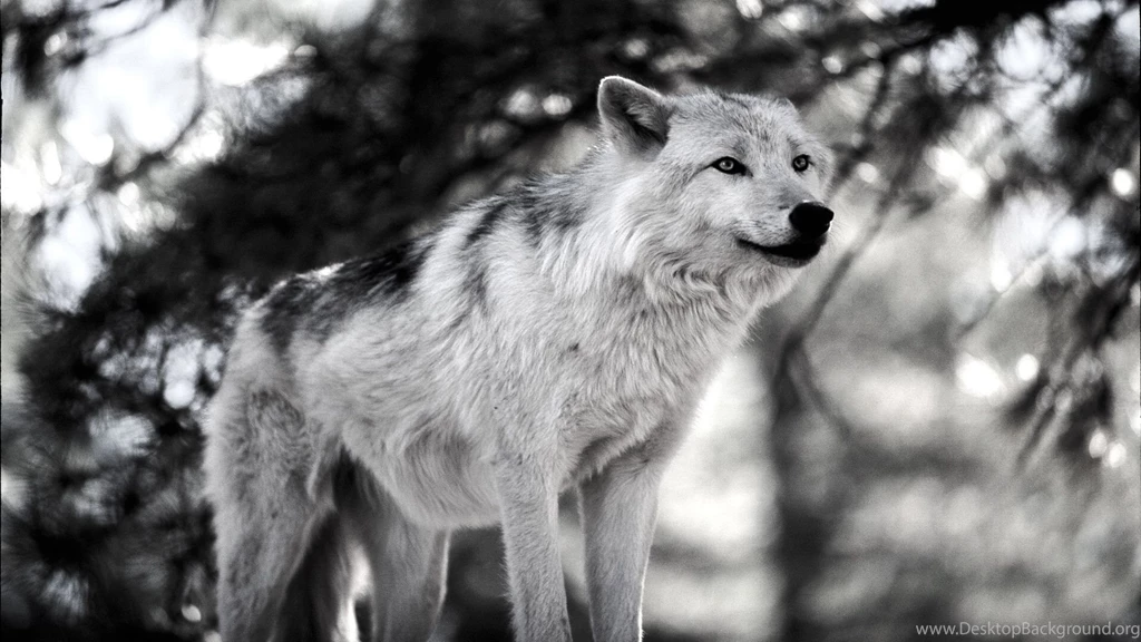Wolves Wallpapers