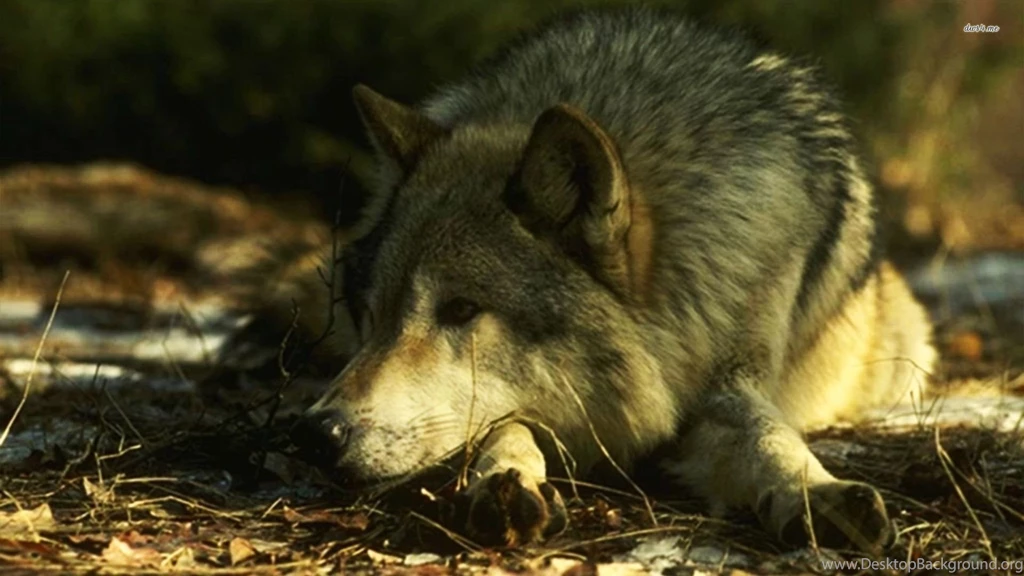 Wolf Wallpapers Animal Wallpapers