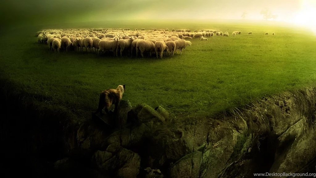 1920x1080 Sheep And Wolf Desktop PC And Mac Wallpapers