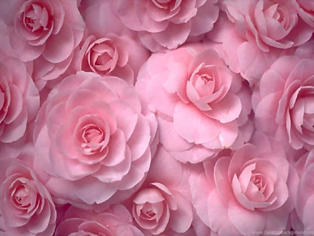 Pink Wallpapers 605 Wallpapers Six