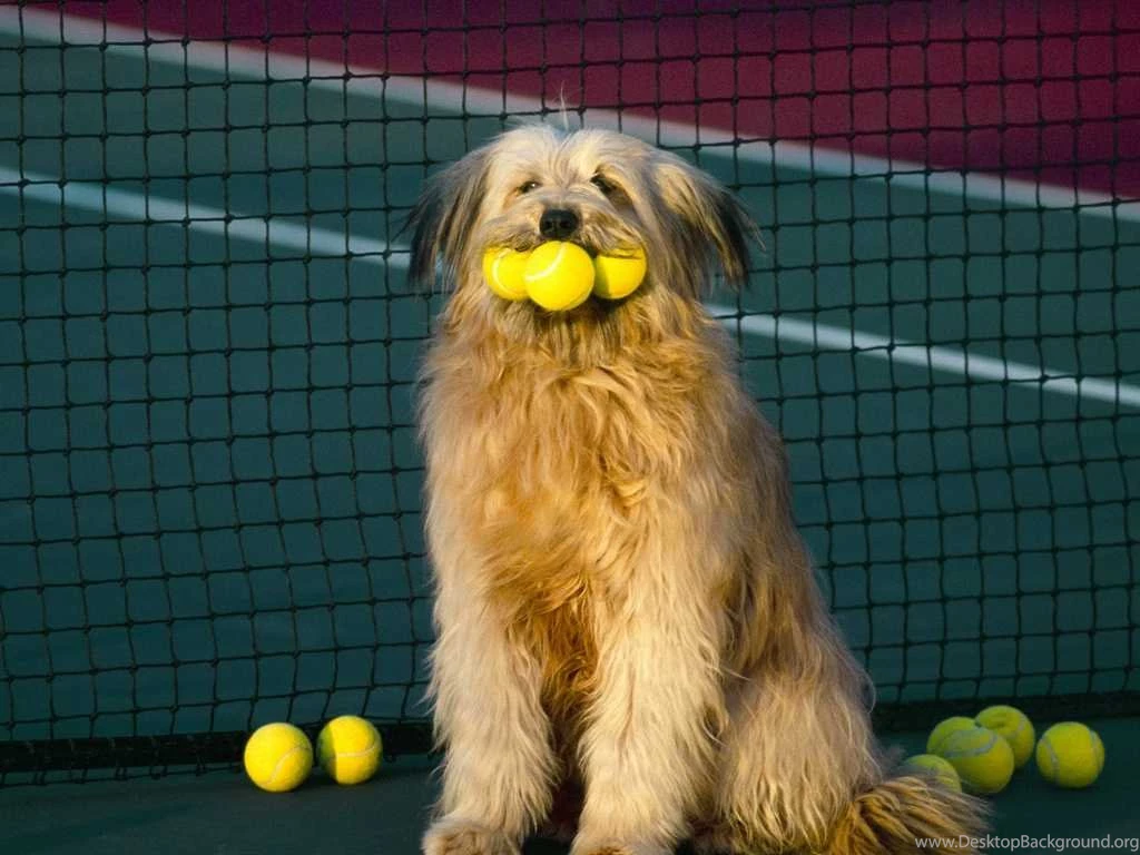 Tennis Dog Best Wallpapers