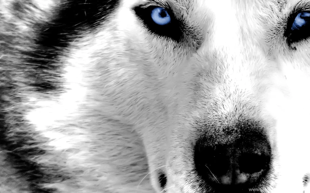 White wolf wallpapers