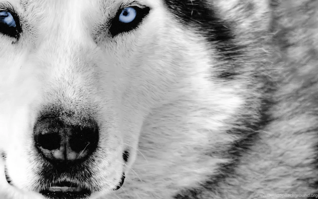 Wolf Wallpapers Hd 167709