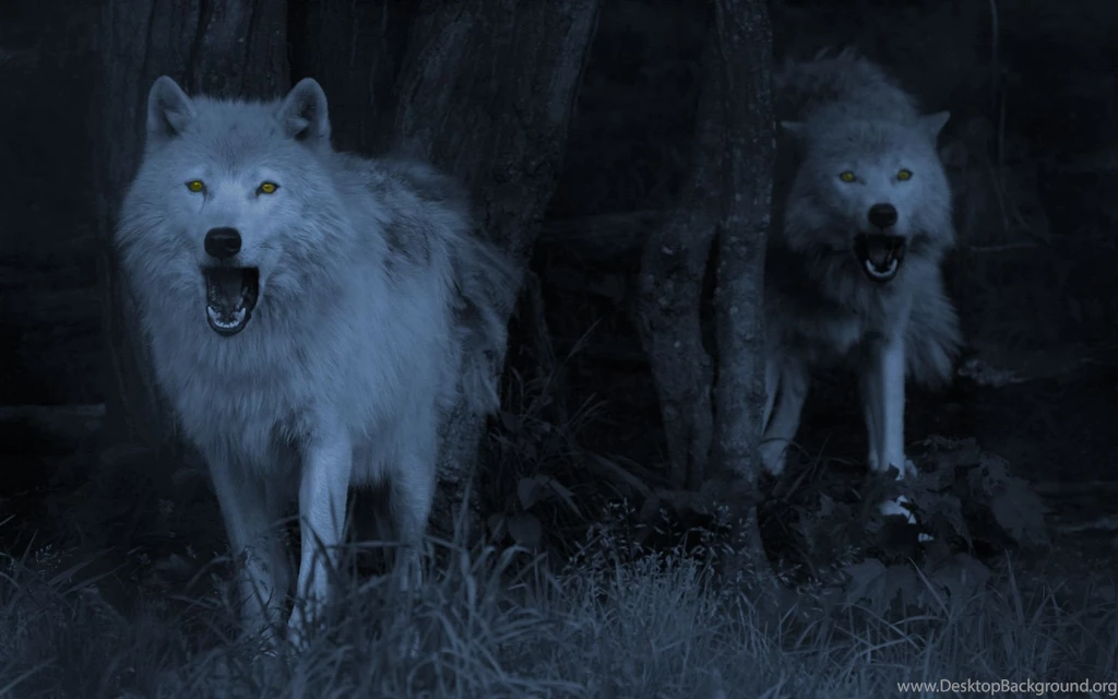 Wolf Wallpaper Backgrounds HD Hapehatelo.com