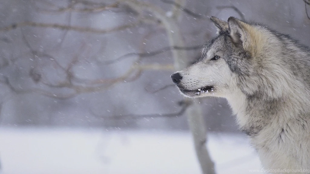 Wolf Wallpapers HD Pictures