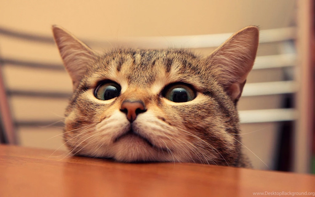 Cool Cat Wallpapers Wallmanage.com