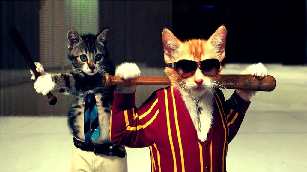 Cool Cat Wallpapers Hd