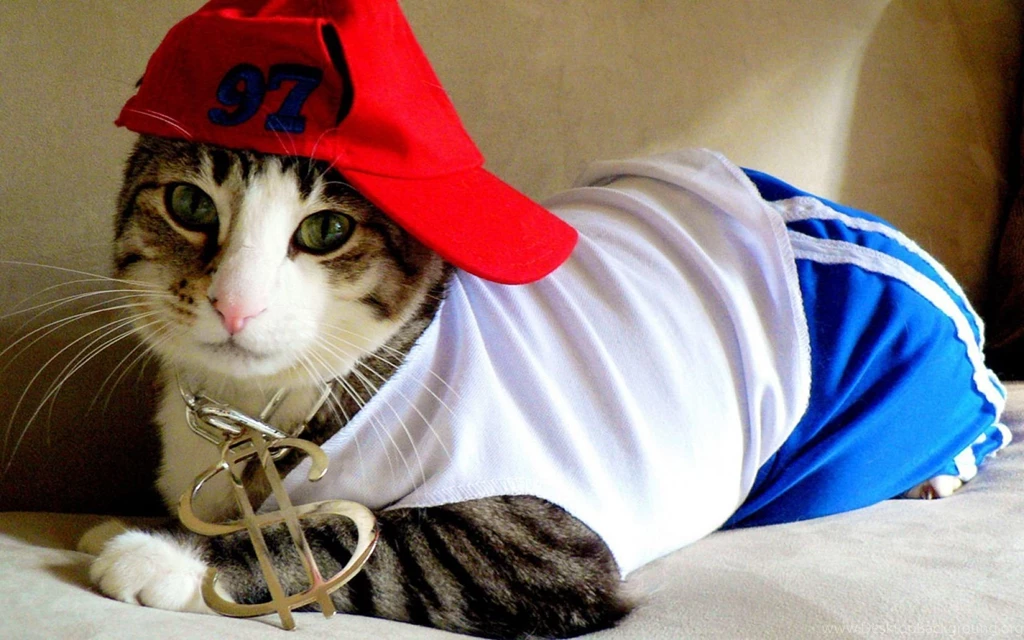 Hatty Cool Cat