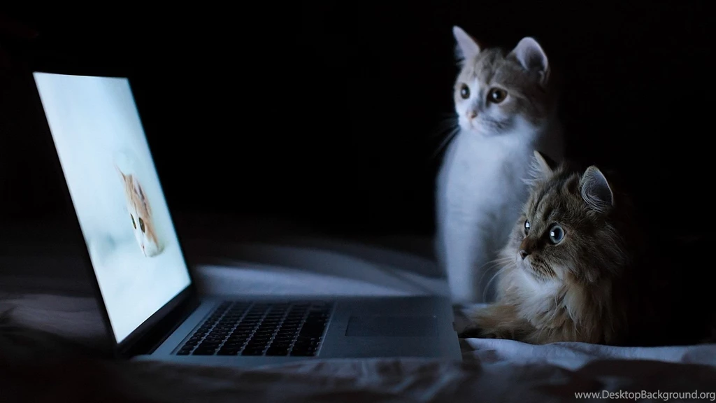 Cool HD Cat Wallpapers