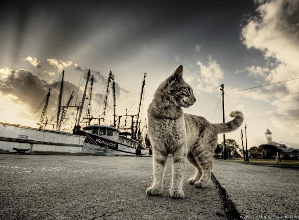 10 Cool Cat Pictures
