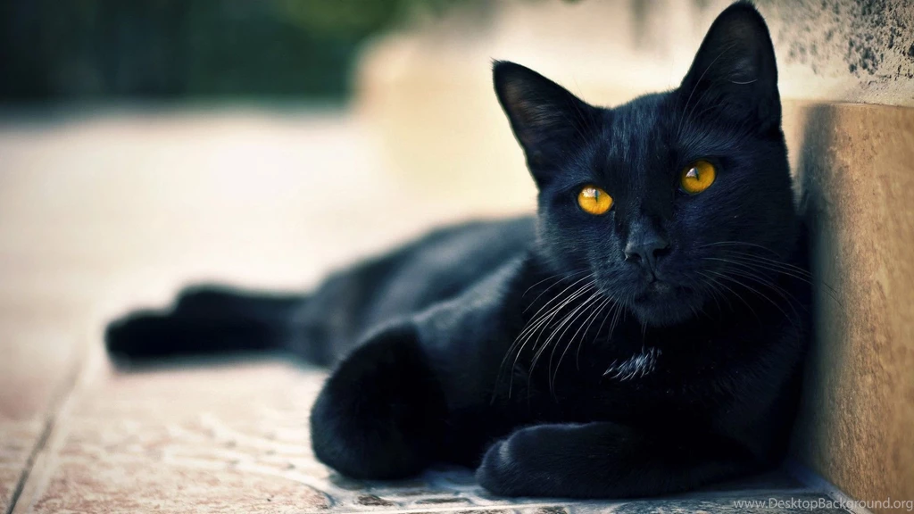 Amrican Cat HD Wallpapers