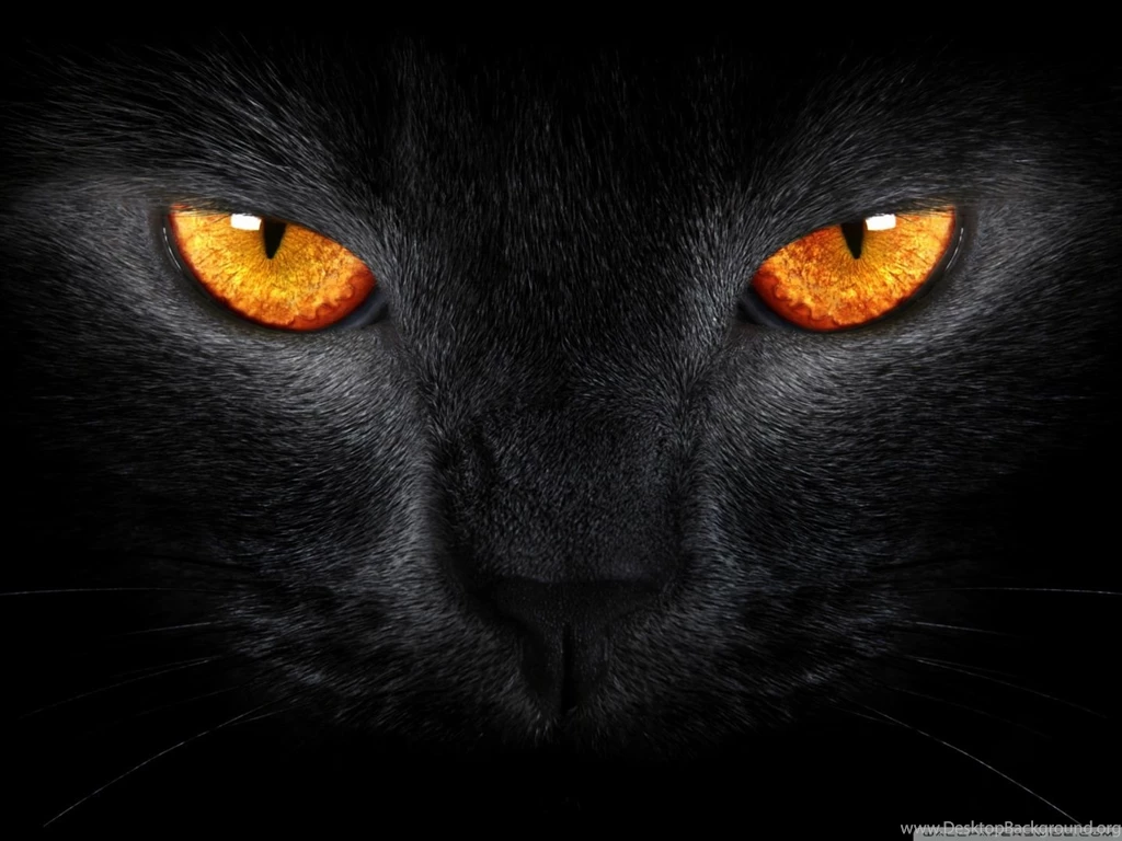 Cool Black Cat Wallpapers