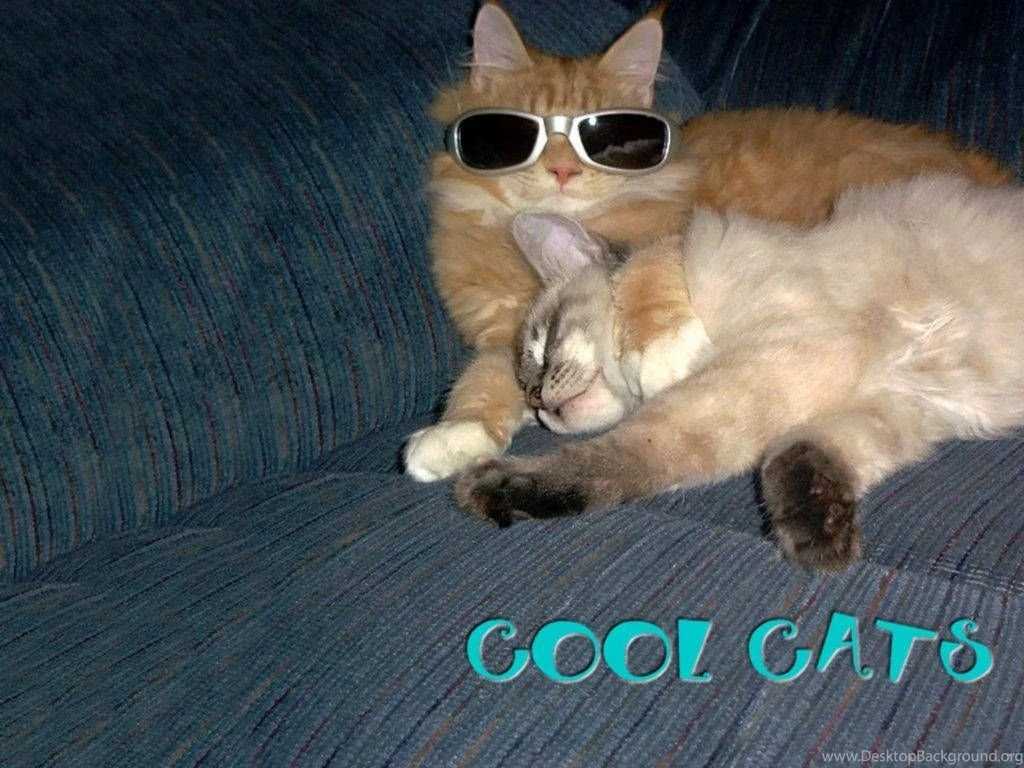 Pets Wallpapers, Cats Backgrounds, Dogs Desktops