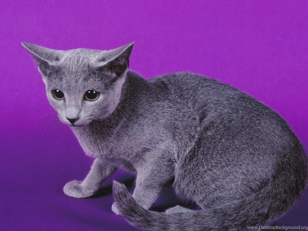 Russian Blue Cats Wallpapers