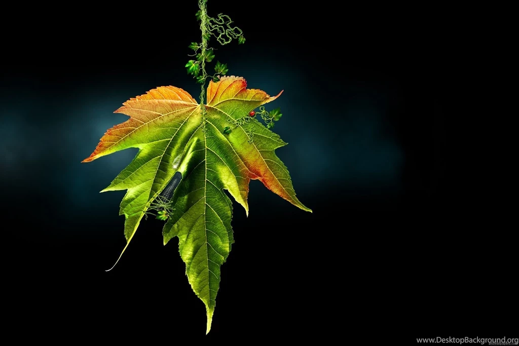 Computer Desktop Wallpapers (7) Thephotowallpapers.com ...