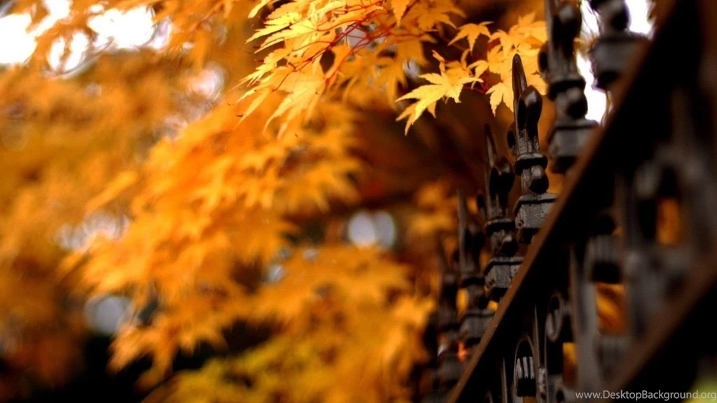 Autumn Beautiful Computer Desktop Wallpapers 47830   Autumn Theme ...