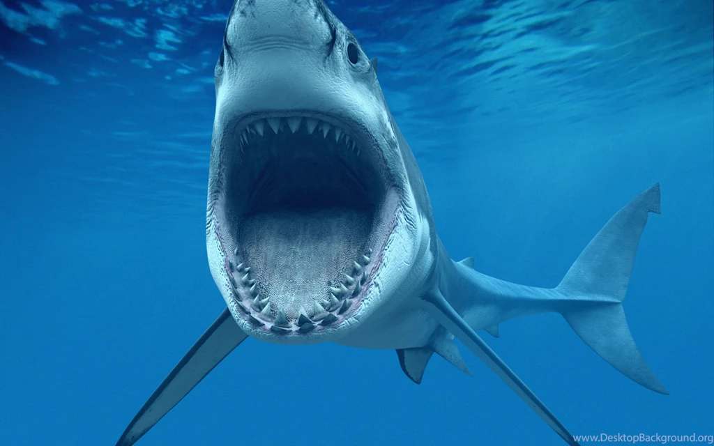 158 Shark HD Wallpapers