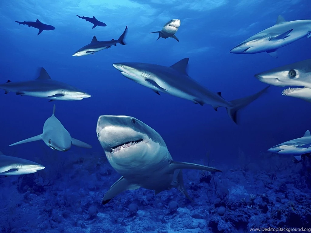 Pics, Facts, Funny Stuff About Animals & Nature Shark Wallpapers