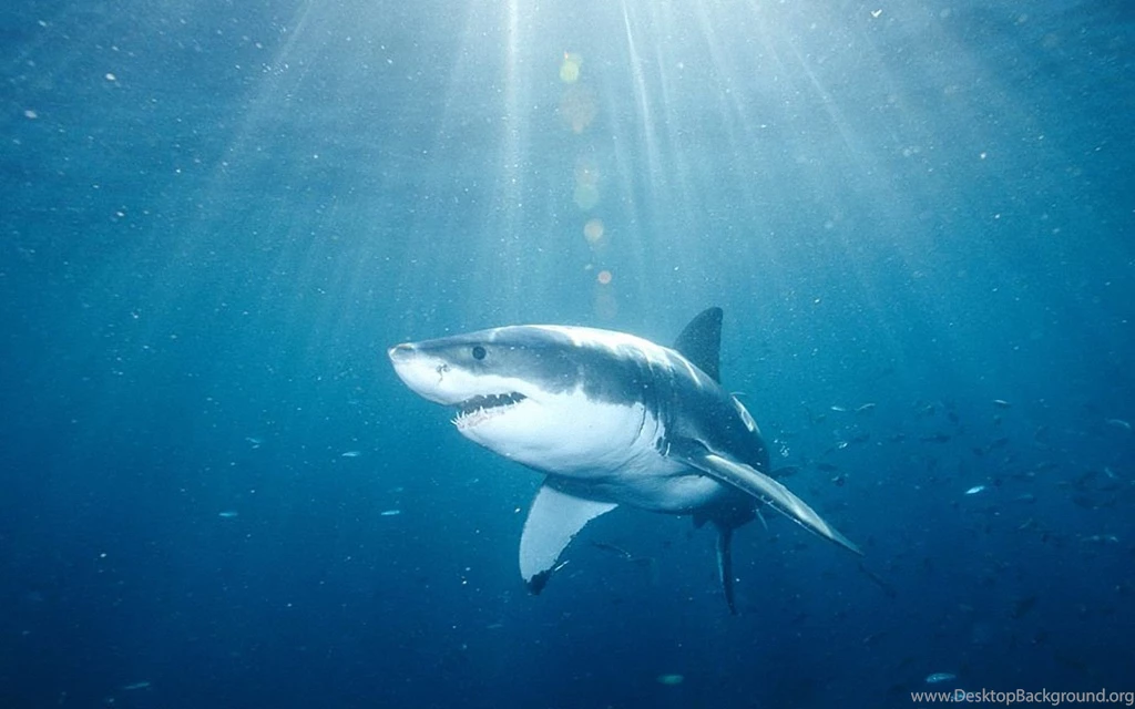 25 Beautiful Tiger Shark Pictures And Wallpapers