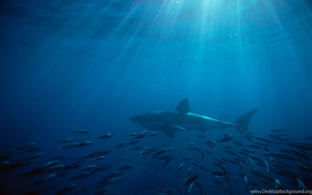 Pics, Facts, Funny Stuff About Animals & Nature Great White Shark ...