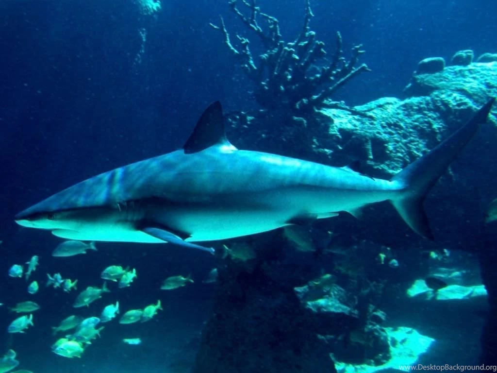 Pics, Facts, Funny Stuff About Animals & Nature Tiger Shark Wallpapers