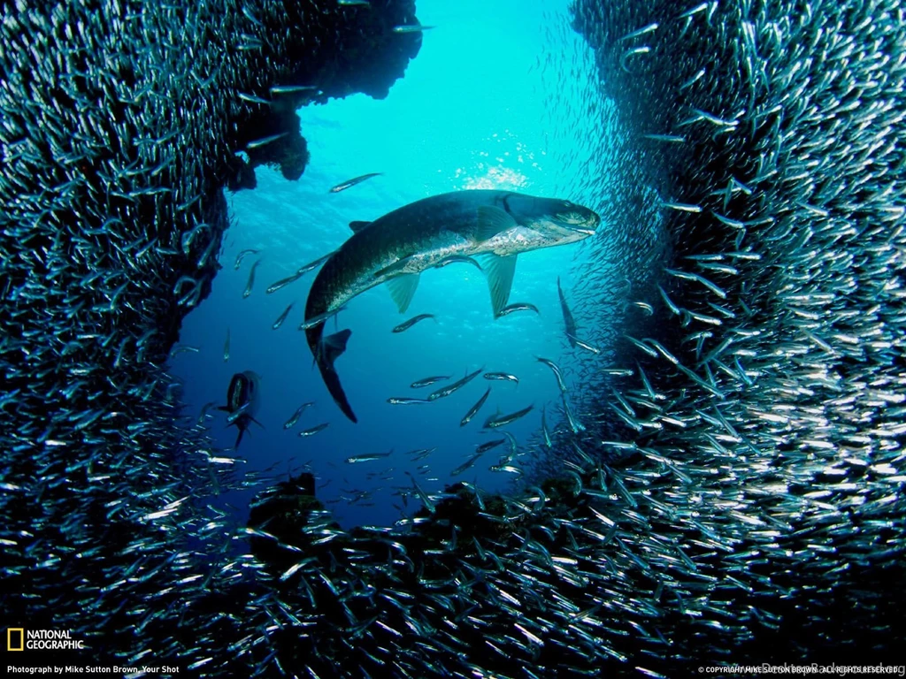 21313) Shark Backgrounds HD Wallpapers Attachment WalOps.com