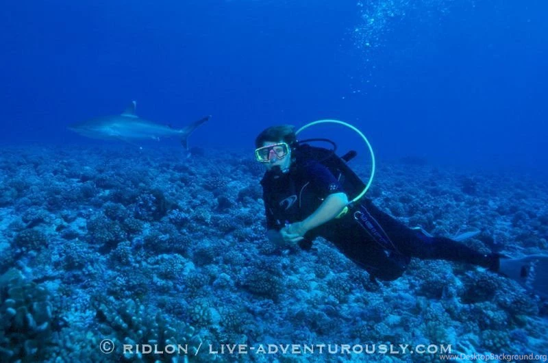 12 Tips For First Time Shark Divers The Adventure Couple