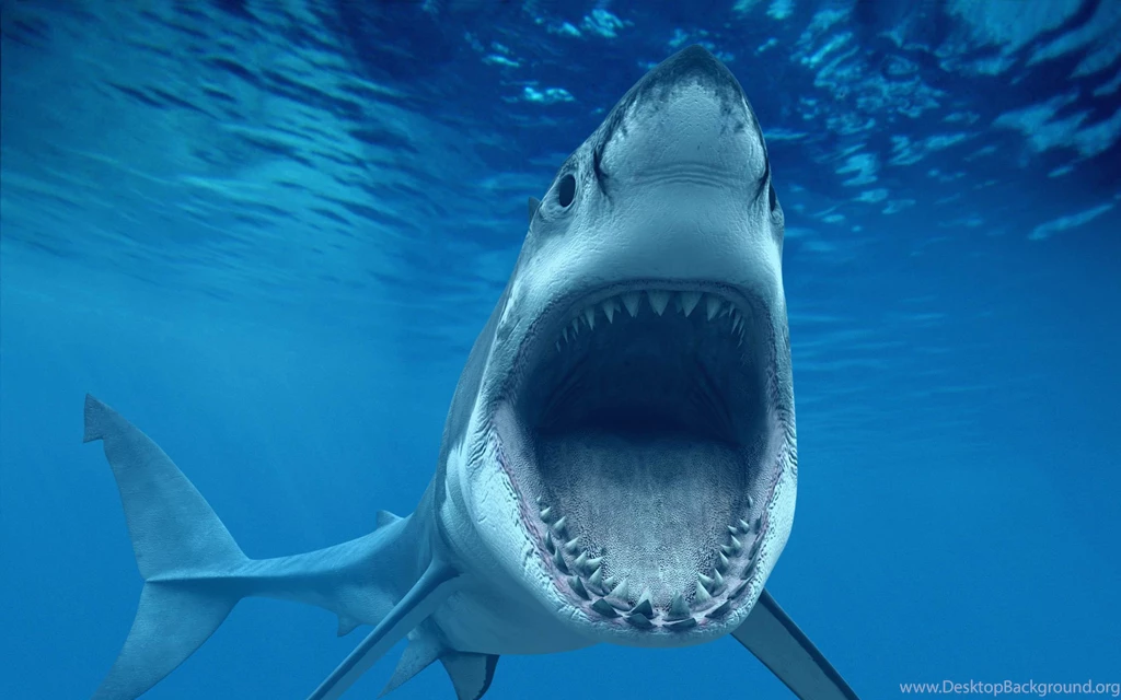 Awesome Shark Wallpapers In Really High Quality